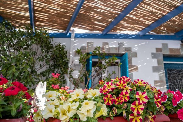 Quelles solutions pour optimiser l'intimité de votre jardin urbain ?