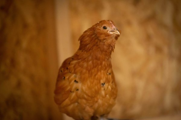 comment planter et entretenir des rosiers pour de belles fleurs toute l'année