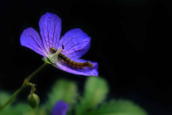 Confier l'extermination des chenilles processionnaires de chêne à un service professionnel